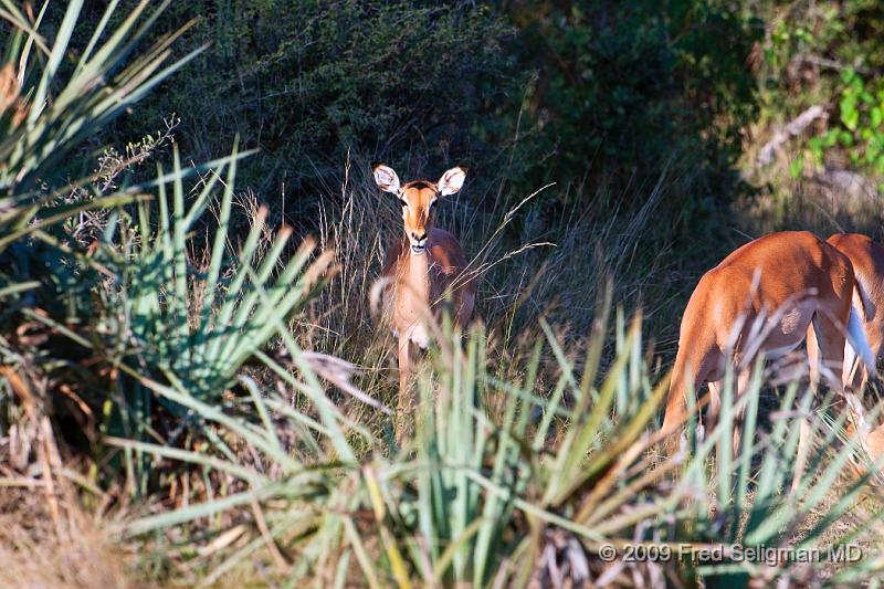 20090612_174103 D300 (1) X1.jpg - Springbok (Gazelle)